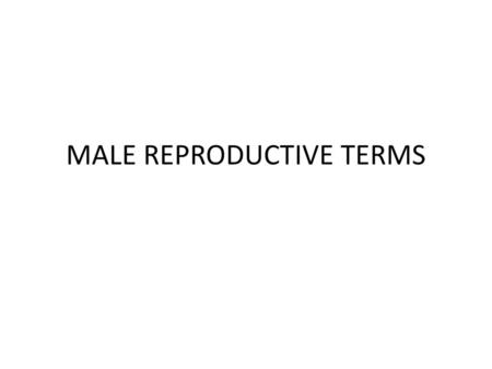 MALE REPRODUCTIVE TERMS