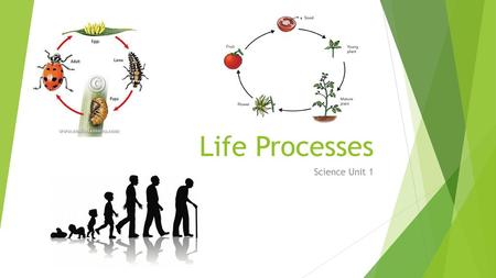Life Processes Science Unit 1.