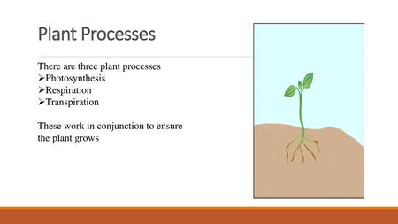 Plant Processes There are three plant processes Photosynthesis