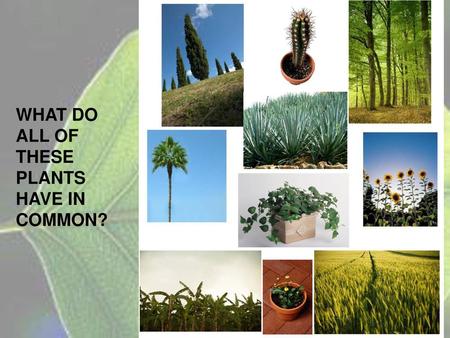 WHAT DO ALL OF THESE PLANTS HAVE IN COMMON?