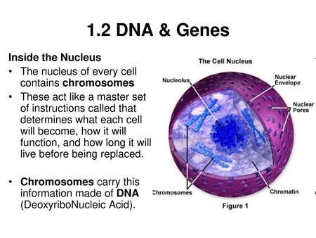 1.2 DNA & Genes Inside the Nucleus