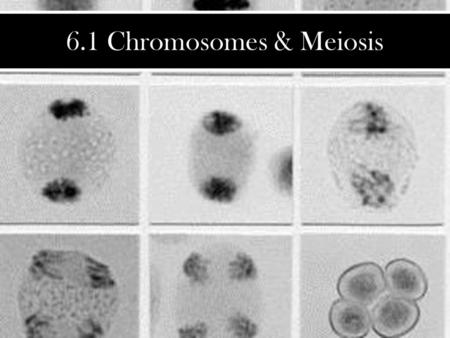 6.1 Chromosomes & Meiosis.