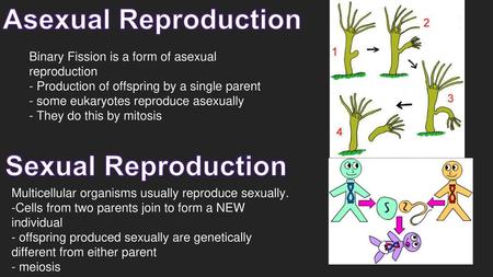 Asexual Reproduction Sexual Reproduction