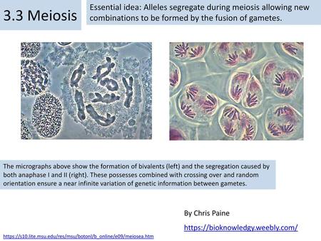 3.3 Meiosis Essential idea: Alleles segregate during meiosis allowing new combinations to be formed by the fusion of gametes. The micrographs above show.