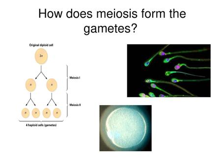 How does meiosis form the gametes?