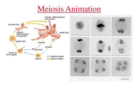Meiosis Animation.