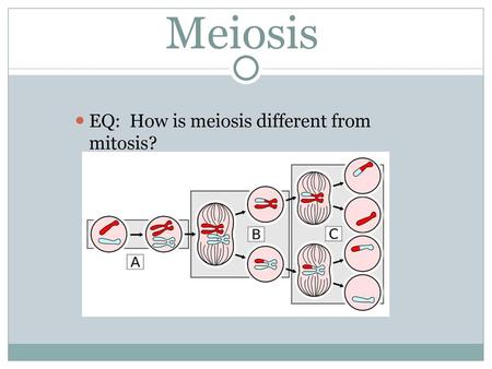 Meiosis EQ: How is meiosis different from mitosis?