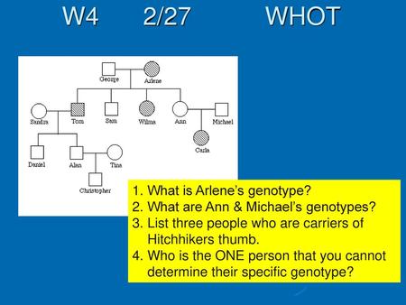 W4 2/27 WHOT What is Arlene’s genotype?