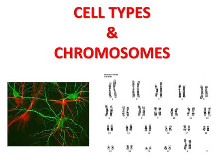 CELL TYPES & CHROMOSOMES