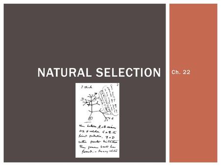 Natural Selection Ch. 22.