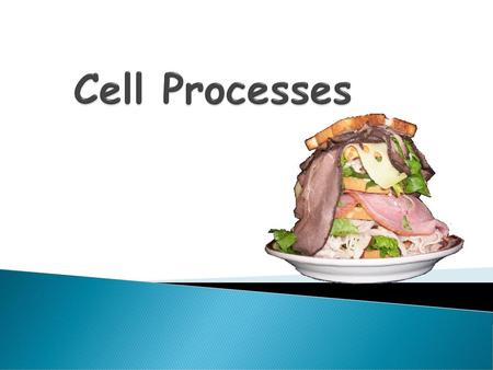 Cell Processes.