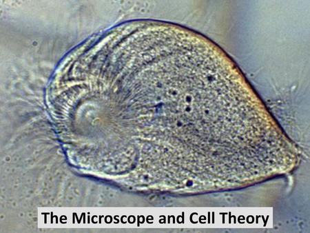 The Microscope and Cell Theory
