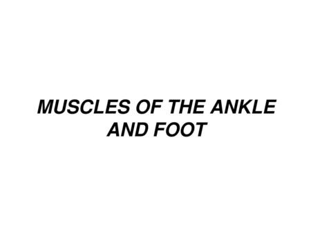 MUSCLES OF THE ANKLE AND FOOT