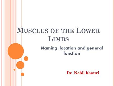 Muscles of the Lower Limbs