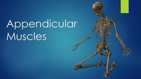 Appendicular Muscles.
