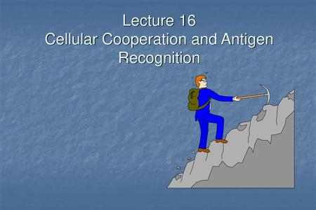 Lecture 16 Cellular Cooperation and Antigen Recognition