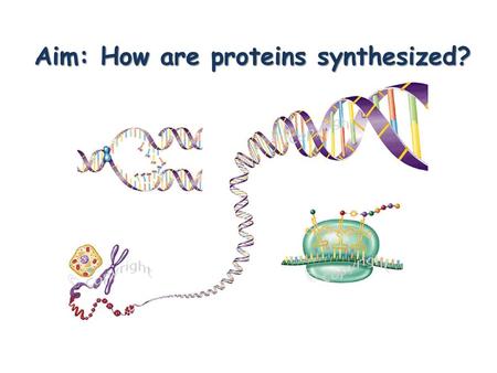 Aim: How are proteins synthesized?