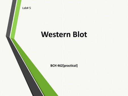 Lab# 5 Western Blot BCH 462[practical].