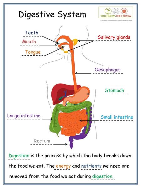 Digestive System Teeth Salivary glands Mouth Tongue Oesophagus Stomach