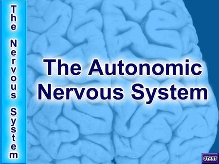 The Nervous System - General Structure