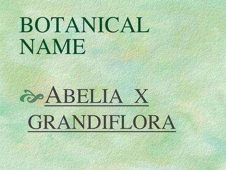 BOTANICAL NAME ABELIA X GRANDIFLORA.