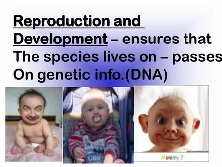 Reproduction and Development – ensures that