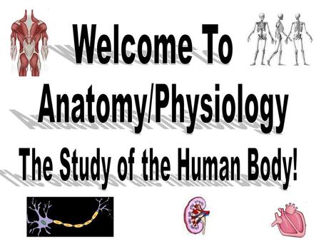 The Study of the Human Body!