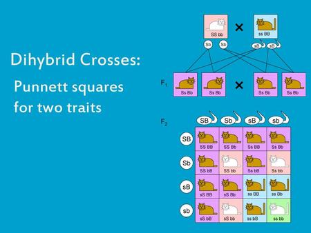 Punnett squares for two traits