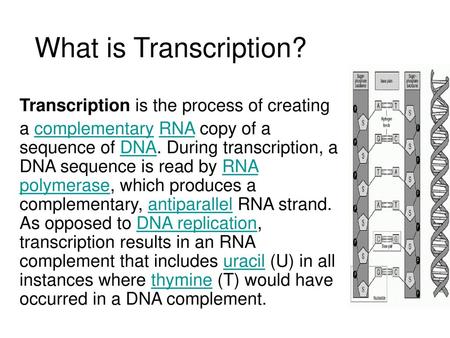 What is Transcription? Transcription is the process of creating