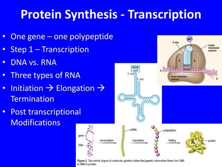 Protein Synthesis - Transcription