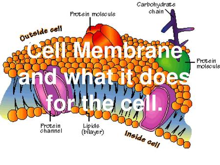 Cell Membrane and what it does for the cell.
