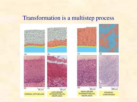 Transformation is a multistep process
