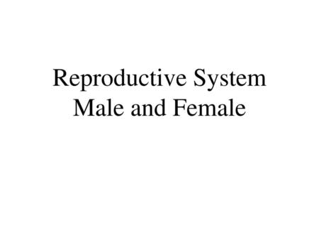 Reproductive System Male and Female