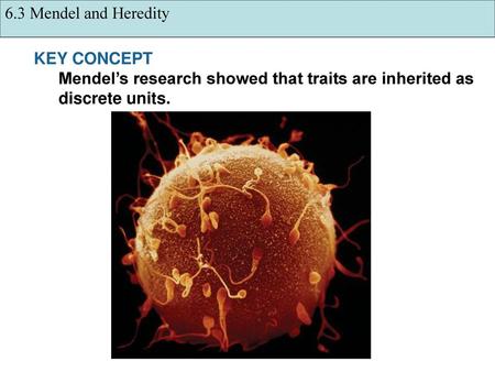 6.3 Mendel and Heredity KEY CONCEPT Mendel’s research showed that traits are inherited as discrete units.