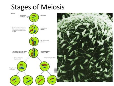 Stages of Meiosis.