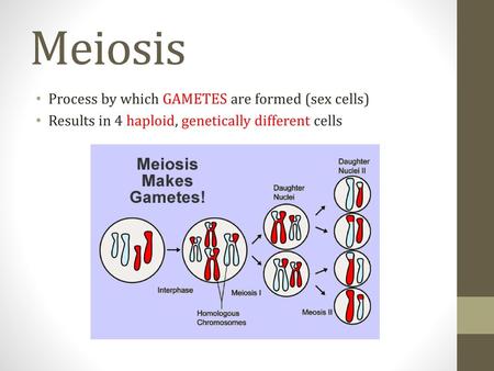 Meiosis Process by which GAMETES are formed (sex cells)