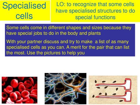 Specialised cells LO: to recognize that some cells have specialised structures to do special functions Some cells come in different shapes and sizes because.
