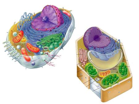 I. Parts of a Eukaryotic Cell