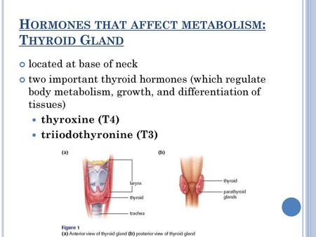 Hormones that affect metabolism: Thyroid Gland