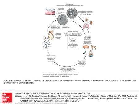 Life cycle of microsporidia