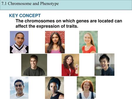 7.1 Chromosome and Phenotype