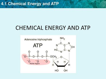 CHEMICAL ENERGY AND ATP