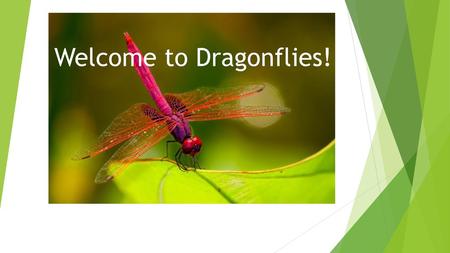 Welcome to Dragonflies!