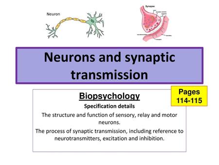 Neurons and synaptic transmission