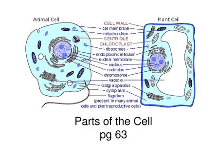 Parts of the Cell pg 63.