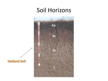 Soil Horizons Ap Bt Bk Hetland Soil C