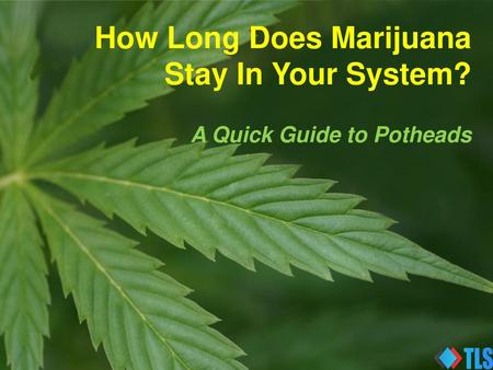 How Long Does Marijuana Stay In Your System?