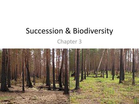 Succession & Biodiversity