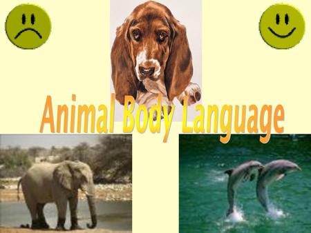 Animal Body Language.