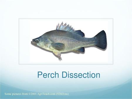 Perch Dissection Some pictures from ©2001 AgriTeach.com (92601ms)